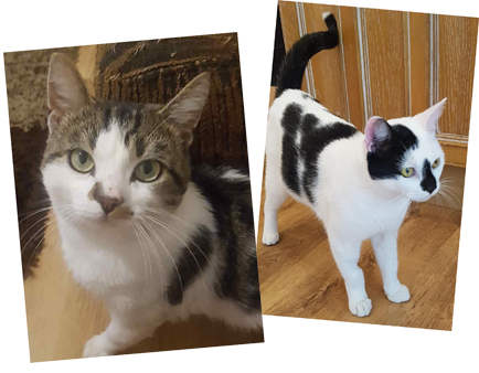 The picture on the left is a close up of a cat's face. The cat is looking into the camera. He is white with tortoise colored patches. He has white whiskers, green eyes, and a patch of brown going from his upper nose to the top of his lip. The picture on the right is a side profile of another cat who is looking off to the side of the camera. He is also white but his patches are black. His tail is black with a spot of white on the tip. His right ear is black, as is his nose. His whiskers are white and his eyes are yellow.